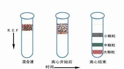 密度梯度離心法.jpg 密度梯度離心法.jpg